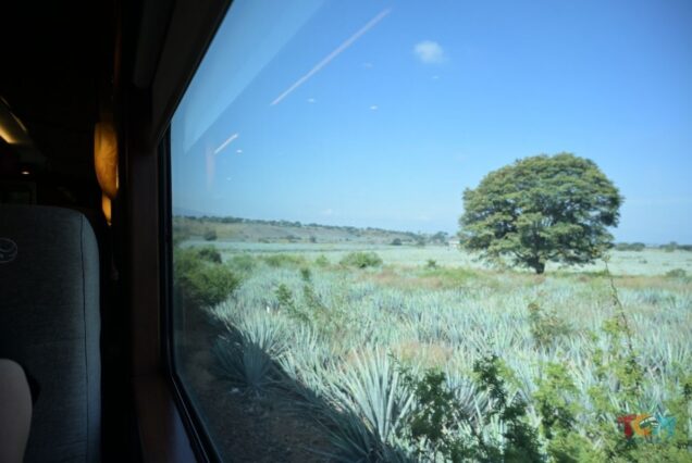 View of agave fields seen from the window of the Jose Cuervo Express Train