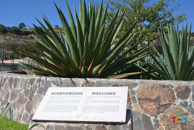 A welcome sign reading “Bienvenidos / Welcome” displayed in front of large agave plants in Tequila, Jalisco.