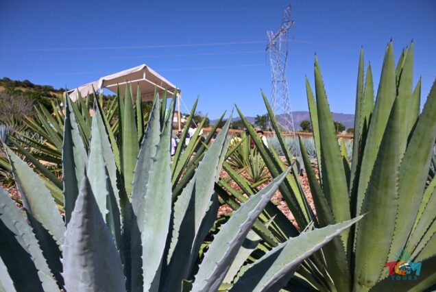 Close-up view of agave plants in a field with mountains and power lines in the background.