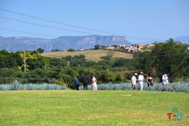 Guests walking along agave fields with scenic mountains in the background.